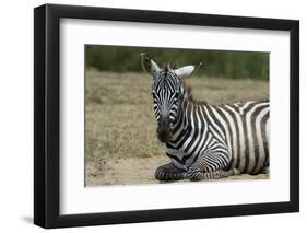 Plains zebra, Lake Nakuru National Park, Kenya.-Sergio Pitamitz-Framed Photographic Print