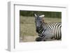 Plains zebra, Lake Nakuru National Park, Kenya.-Sergio Pitamitz-Framed Photographic Print