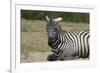 Plains zebra, Lake Nakuru National Park, Kenya.-Sergio Pitamitz-Framed Photographic Print