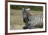 Plains zebra, Lake Nakuru National Park, Kenya.-Sergio Pitamitz-Framed Photographic Print