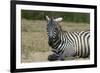 Plains zebra, Lake Nakuru National Park, Kenya.-Sergio Pitamitz-Framed Photographic Print