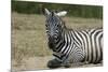 Plains zebra, Lake Nakuru National Park, Kenya.-Sergio Pitamitz-Mounted Photographic Print