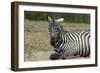 Plains zebra, Lake Nakuru National Park, Kenya.-Sergio Pitamitz-Framed Photographic Print