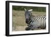 Plains zebra, Lake Nakuru National Park, Kenya.-Sergio Pitamitz-Framed Photographic Print