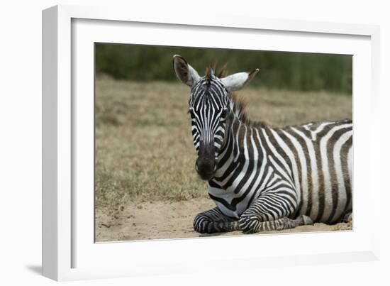 Plains zebra, Lake Nakuru National Park, Kenya.-Sergio Pitamitz-Framed Photographic Print