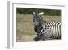 Plains zebra, Lake Nakuru National Park, Kenya.-Sergio Pitamitz-Framed Photographic Print