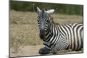 Plains zebra, Lake Nakuru National Park, Kenya.-Sergio Pitamitz-Mounted Photographic Print