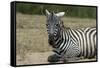 Plains zebra, Lake Nakuru National Park, Kenya.-Sergio Pitamitz-Framed Stretched Canvas