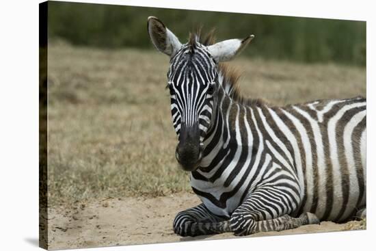 Plains zebra, Lake Nakuru National Park, Kenya.-Sergio Pitamitz-Stretched Canvas