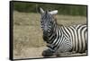 Plains zebra, Lake Nakuru National Park, Kenya.-Sergio Pitamitz-Framed Stretched Canvas