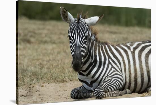 Plains zebra, Lake Nakuru National Park, Kenya.-Sergio Pitamitz-Stretched Canvas