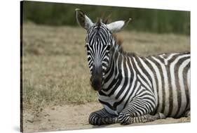 Plains zebra, Lake Nakuru National Park, Kenya.-Sergio Pitamitz-Stretched Canvas