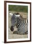 Plains zebra, Lake Nakuru National Park, Kenya.-Sergio Pitamitz-Framed Photographic Print