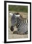 Plains zebra, Lake Nakuru National Park, Kenya.-Sergio Pitamitz-Framed Photographic Print