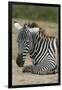 Plains zebra, Lake Nakuru National Park, Kenya.-Sergio Pitamitz-Framed Premium Photographic Print