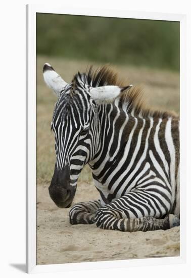 Plains zebra, Lake Nakuru National Park, Kenya.-Sergio Pitamitz-Framed Photographic Print