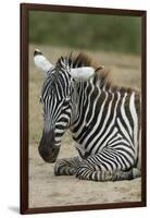 Plains zebra, Lake Nakuru National Park, Kenya.-Sergio Pitamitz-Framed Photographic Print