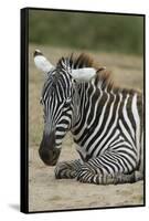 Plains zebra, Lake Nakuru National Park, Kenya.-Sergio Pitamitz-Framed Stretched Canvas