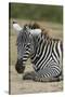 Plains zebra, Lake Nakuru National Park, Kenya.-Sergio Pitamitz-Stretched Canvas