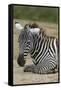 Plains zebra, Lake Nakuru National Park, Kenya.-Sergio Pitamitz-Framed Stretched Canvas