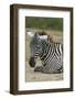 Plains zebra, Lake Nakuru National Park, Kenya.-Sergio Pitamitz-Framed Photographic Print