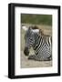 Plains zebra, Lake Nakuru National Park, Kenya.-Sergio Pitamitz-Framed Photographic Print