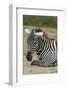 Plains zebra, Lake Nakuru National Park, Kenya.-Sergio Pitamitz-Framed Photographic Print