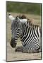 Plains zebra, Lake Nakuru National Park, Kenya.-Sergio Pitamitz-Mounted Photographic Print