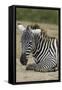 Plains zebra, Lake Nakuru National Park, Kenya.-Sergio Pitamitz-Framed Stretched Canvas