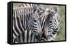 Plains Zebra, Maasai Mara, Kenya-Martin Zwick-Framed Stretched Canvas