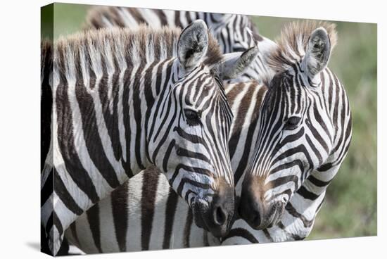 Plains Zebra, Maasai Mara, Kenya-Martin Zwick-Stretched Canvas