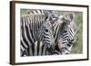 Plains Zebra, Maasai Mara, Kenya-Martin Zwick-Framed Photographic Print