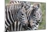 Plains Zebra, Maasai Mara, Kenya-Martin Zwick-Mounted Photographic Print