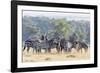 Plains Zebra, Maasai Mara, Kenya-Martin Zwick-Framed Photographic Print