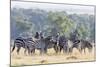 Plains Zebra, Maasai Mara, Kenya-Martin Zwick-Mounted Photographic Print