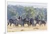 Plains Zebra, Maasai Mara, Kenya-Martin Zwick-Framed Photographic Print