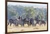 Plains Zebra, Maasai Mara, Kenya-Martin Zwick-Framed Photographic Print