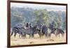 Plains Zebra, Maasai Mara, Kenya-Martin Zwick-Framed Photographic Print