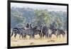 Plains Zebra, Maasai Mara, Kenya-Martin Zwick-Framed Photographic Print