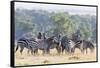 Plains Zebra, Maasai Mara, Kenya-Martin Zwick-Framed Stretched Canvas