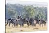 Plains Zebra, Maasai Mara, Kenya-Martin Zwick-Stretched Canvas