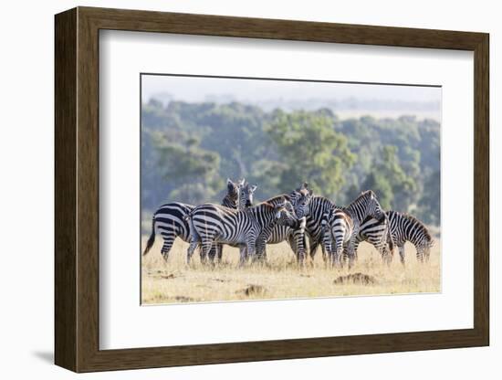 Plains Zebra, Maasai Mara, Kenya-Martin Zwick-Framed Photographic Print