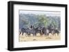 Plains Zebra, Maasai Mara, Kenya-Martin Zwick-Framed Photographic Print