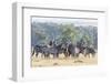 Plains Zebra, Maasai Mara, Kenya-Martin Zwick-Framed Photographic Print