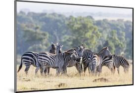 Plains Zebra, Maasai Mara, Kenya-Martin Zwick-Mounted Photographic Print