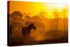 Plains Zebra, Makgadikgadi Pans National Park, Botswana-Paul Souders-Stretched Canvas