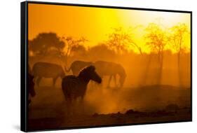 Plains Zebra, Makgadikgadi Pans National Park, Botswana-Paul Souders-Framed Stretched Canvas