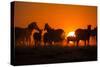 Plains Zebra, Makgadikgadi Pans National Park, Botswana-Paul Souders-Stretched Canvas