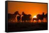 Plains Zebra, Makgadikgadi Pans National Park, Botswana-Paul Souders-Framed Stretched Canvas