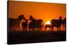 Plains Zebra, Makgadikgadi Pans National Park, Botswana-Paul Souders-Stretched Canvas